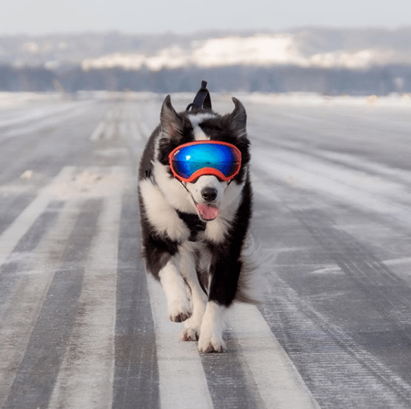 "我居然被一只猫给撩了"