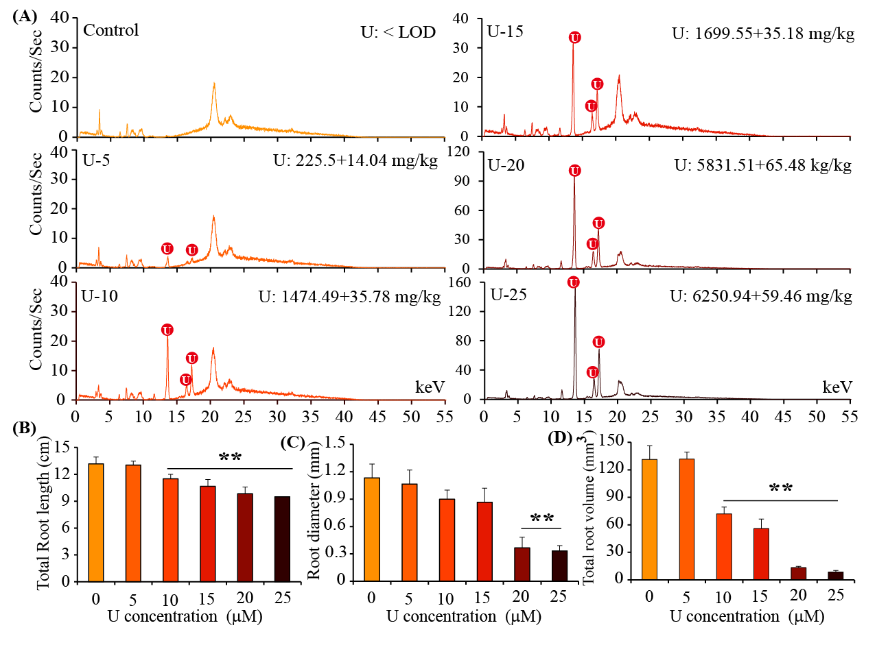 gc-ms非靶向代谢组 转录组学助力罗学刚团队再发多组学植物铀研究