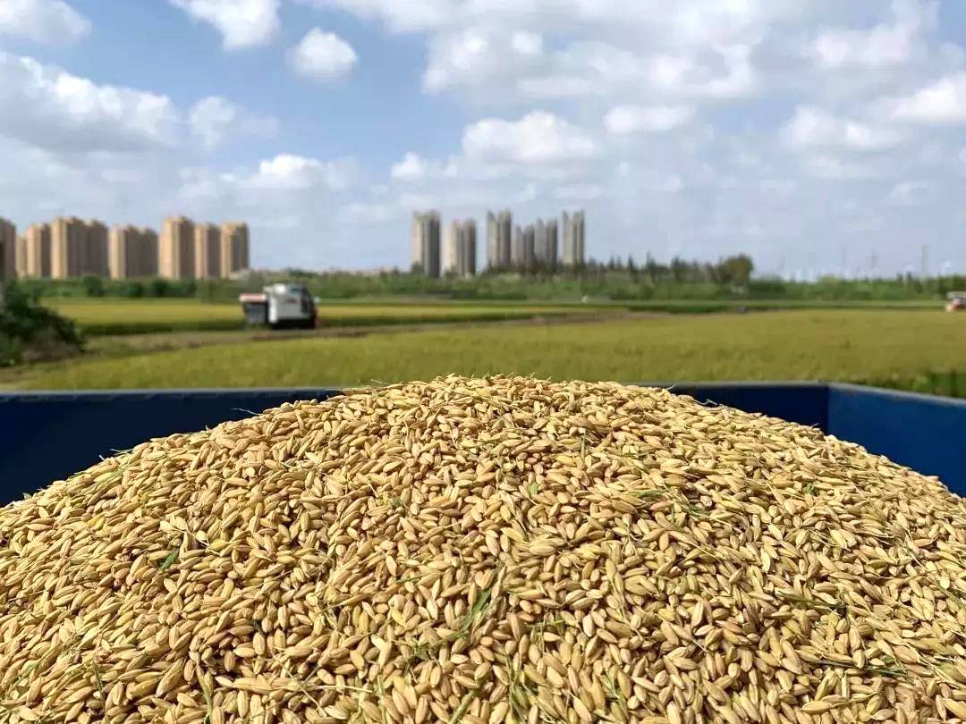 早籼稻行情有两个利好粮价稳定以质论价米质越优价格越高