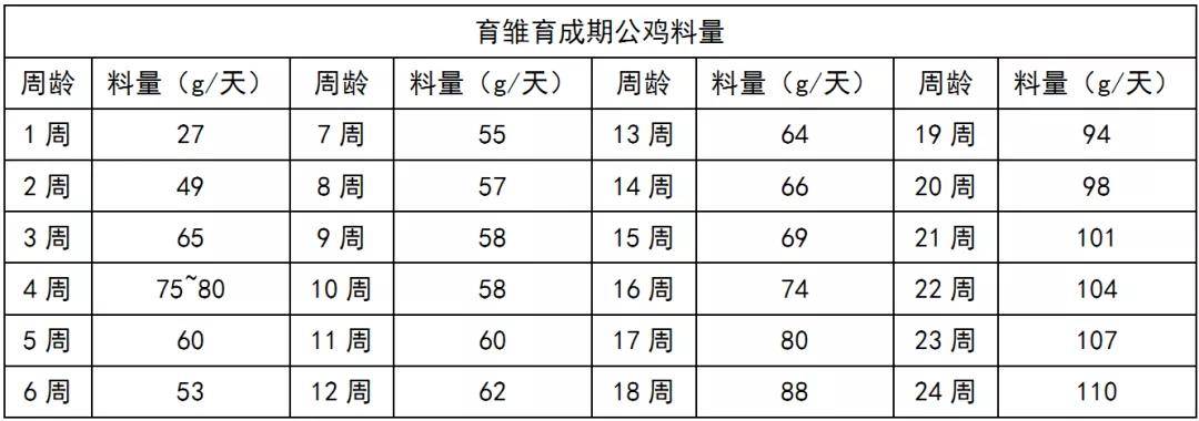 白羽肉鸡父母代种公鸡的管理要点