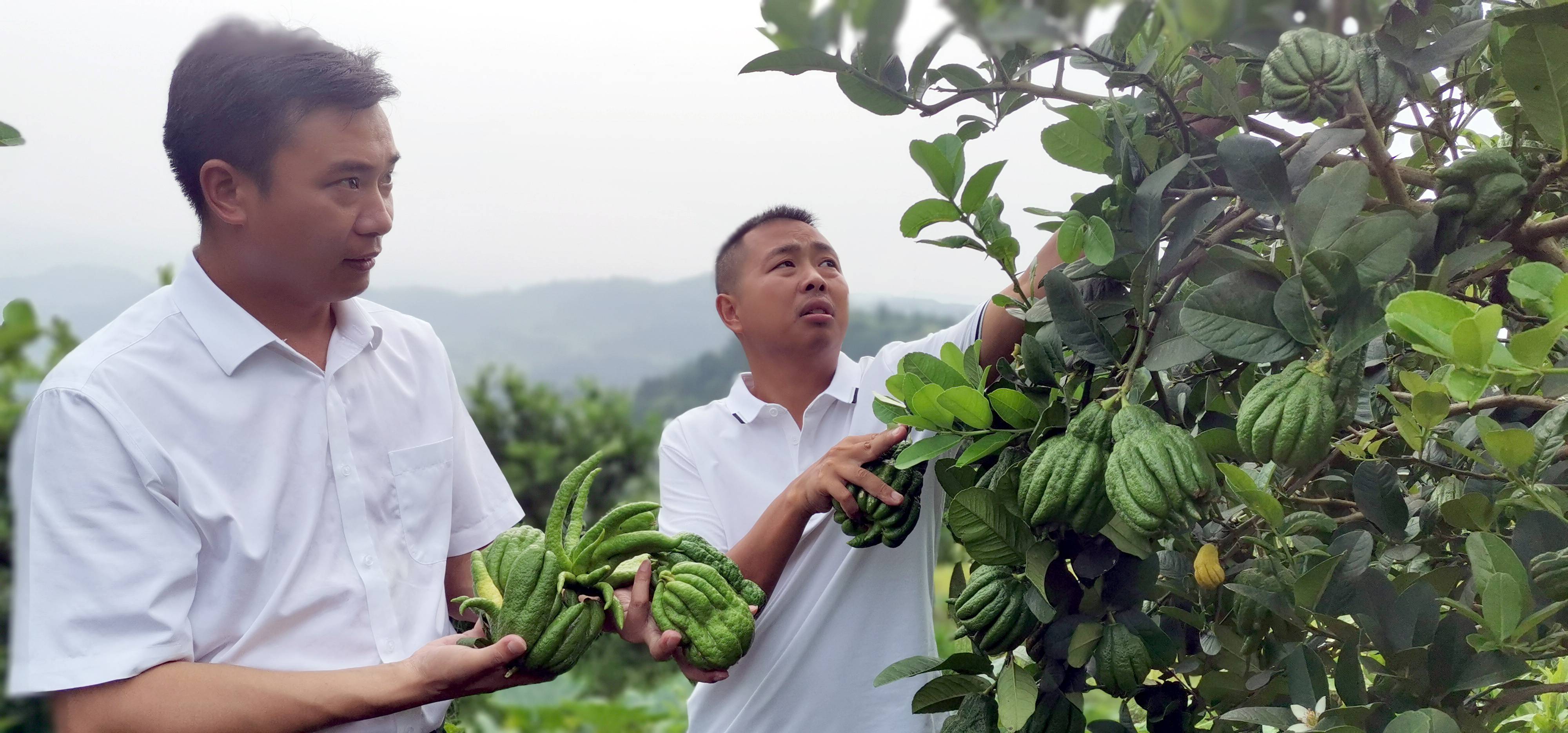 (时政新闻)佛门佛手产业助推一方百姓脱贫致富