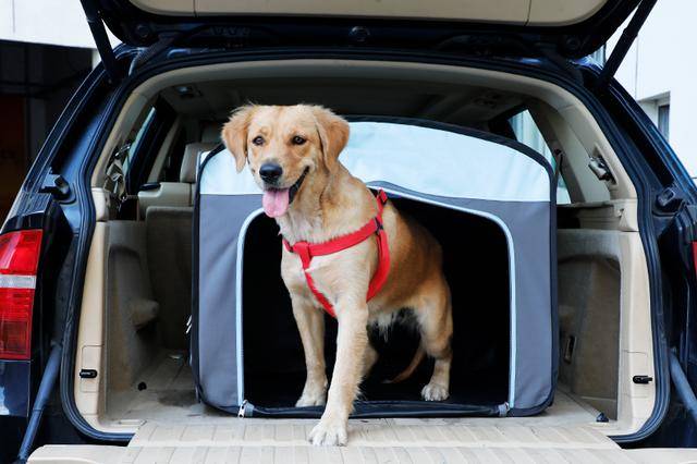 铲屎官必看 | 如何安全优雅的开车带狗子出门玩耍?