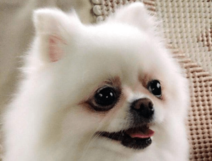 博美眼睛总是水汪汪的