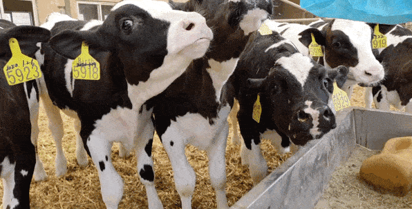 不要小瞧这些奶牛,他们可都是来自澳大利亚和新西兰的荷斯坦奶牛,血统
