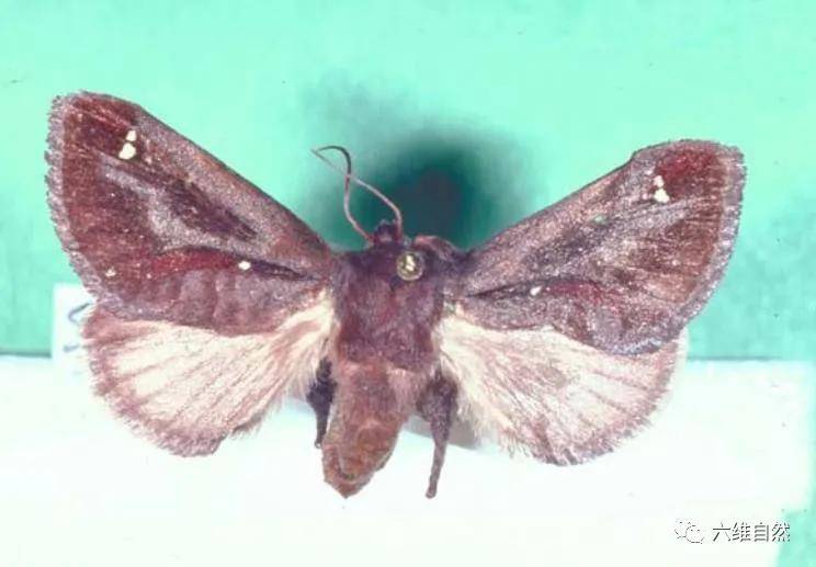 三,鞍背虫的成虫——鞍背刺蛾  刺毛虫是主要食叶害虫之一,鞍背虫也是