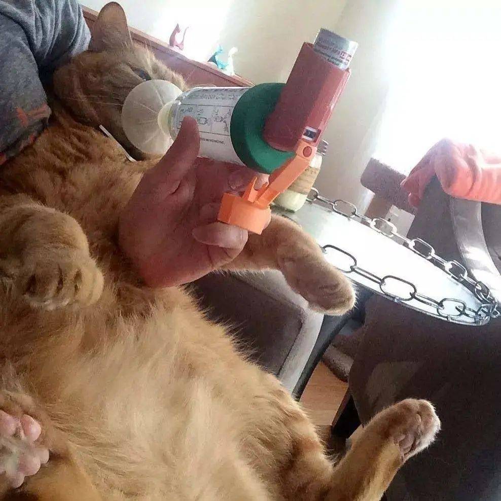 喵喵抽烟冲猫吐了一下她居然哮喘了