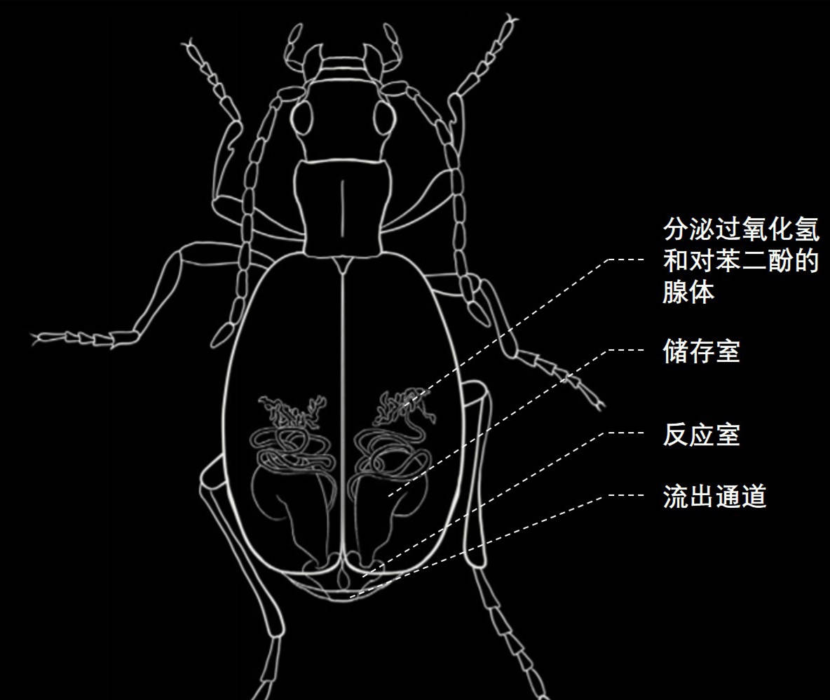 甲虫的身体构造图片