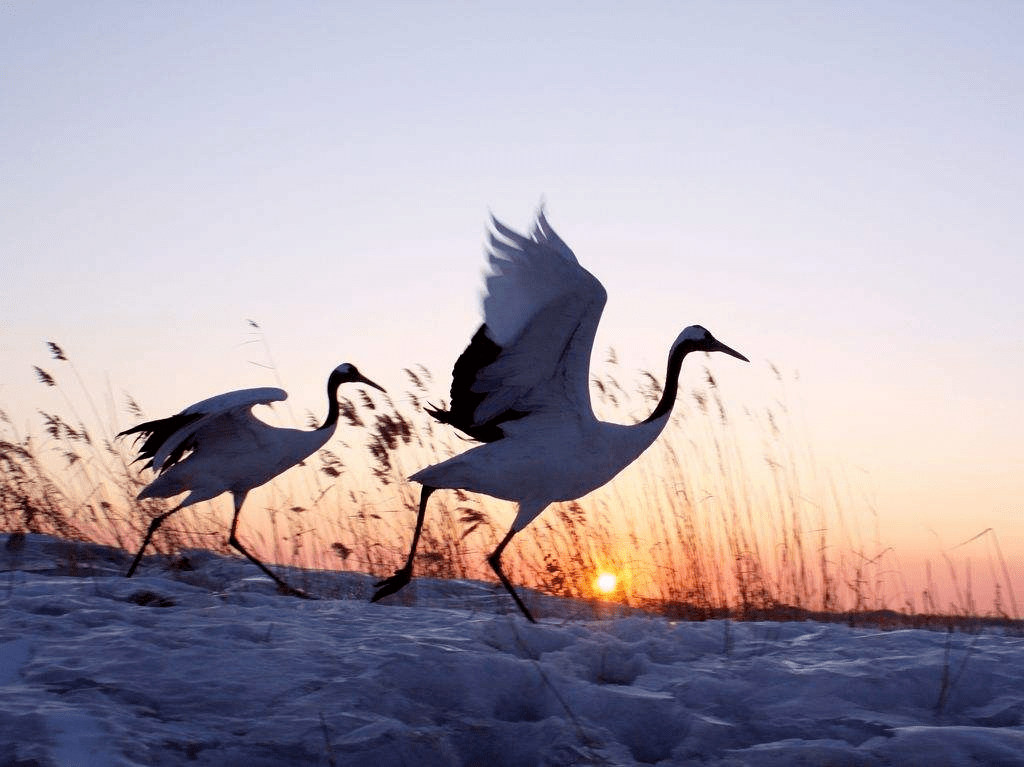 成语"爱鹤失众"是什么意思,有什么典故?