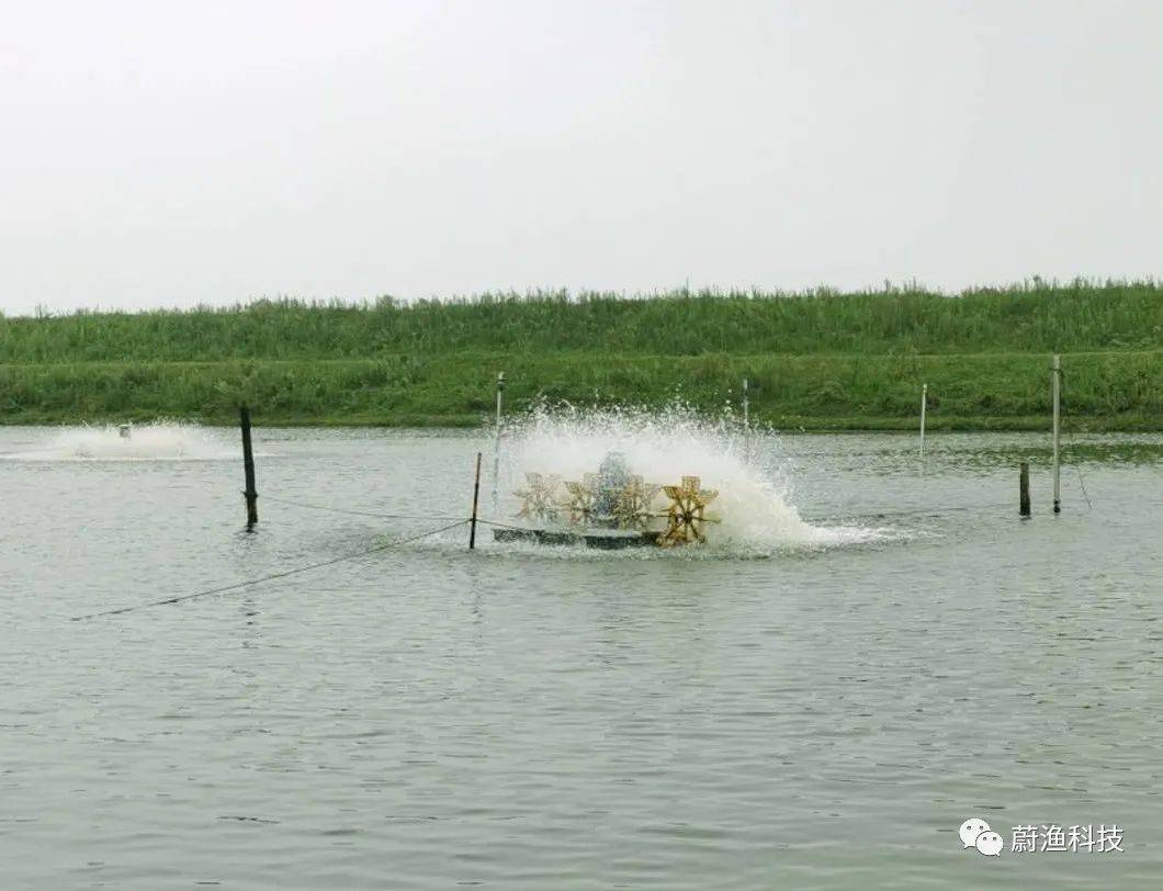 水產養殖魚塘缺氧泛塘問題如何預防處理