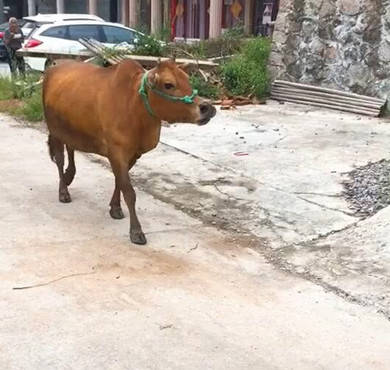 友谊医院医助黄牛挂号挂号黄牛的简单介绍