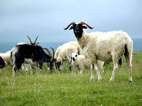 张国宾口中的"耳标"是海西州建设"青海牦牛藏羊原