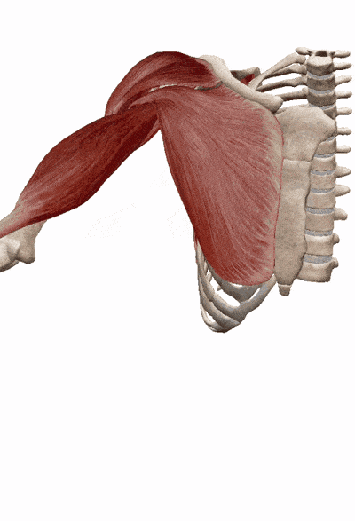 典传筋骨体系开发之开肩