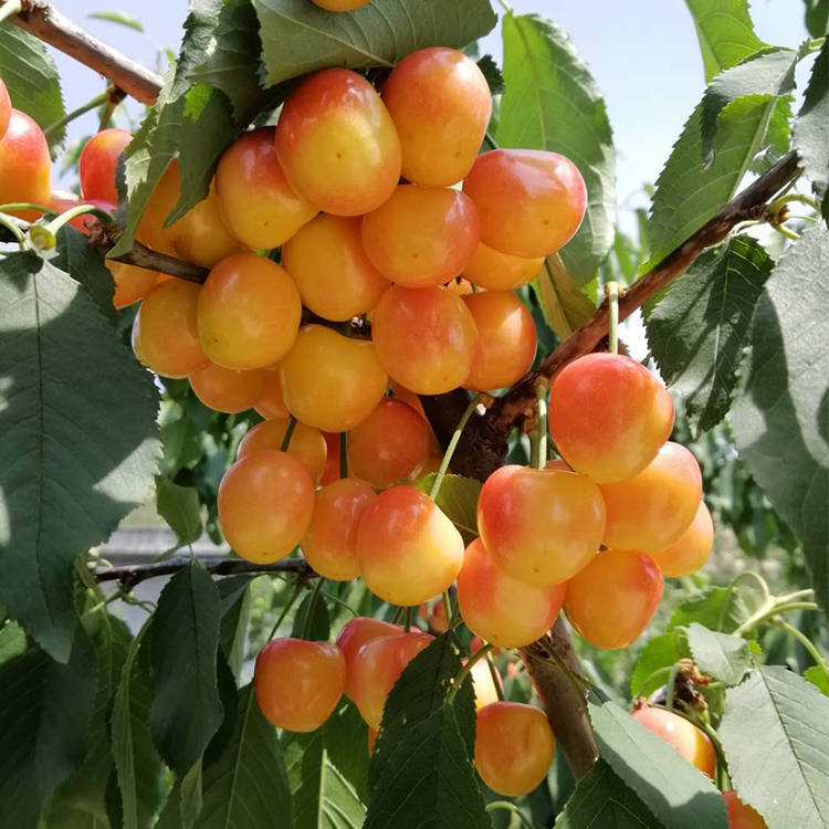 黄果大樱桃新皇帝1-5辉煌亮相,引起不小的轰动