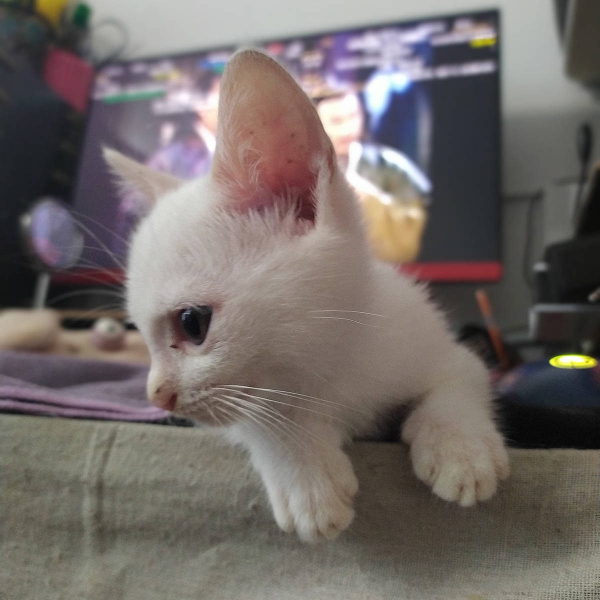 捡到了一只猫半个月了,田园白猫就这样来到了我的身边