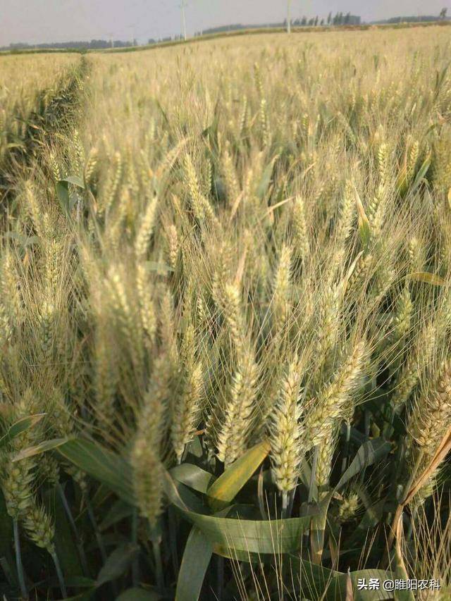 烟农1212是由山东烟台农科院选育的小麦新品种,具有高产,抗寒,抗病,抗