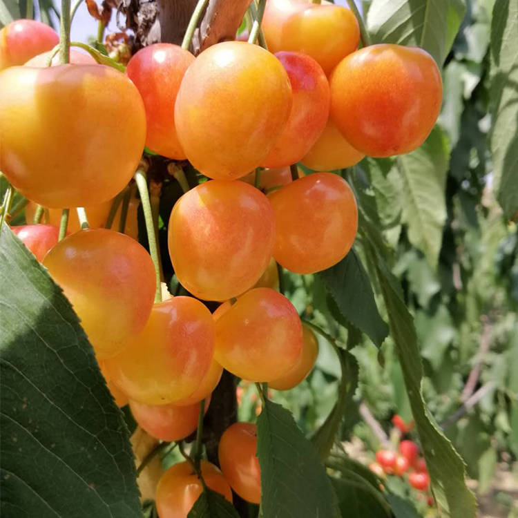 黄果大樱桃新皇帝15辉煌亮相引起不小的轰动