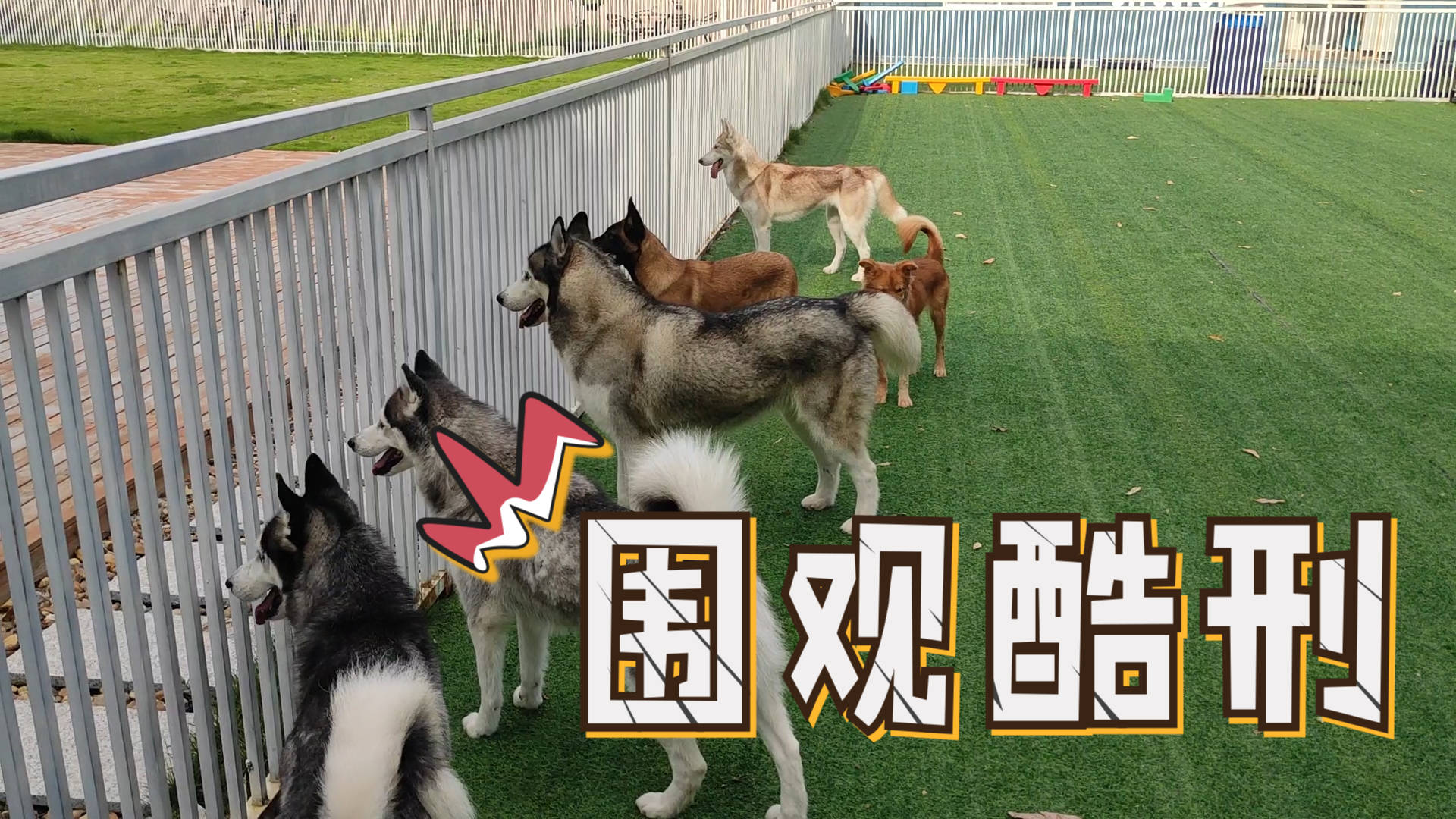 来福偷吃一坨被抓现行主人严刑拷问引来10多只狗子围观