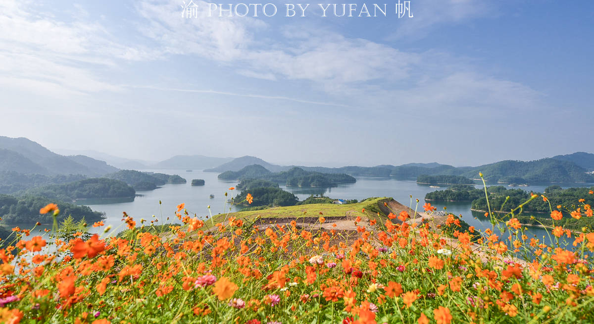 千岛湖花海打卡