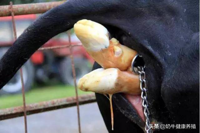 奶牛牧场管理之分娩_母牛