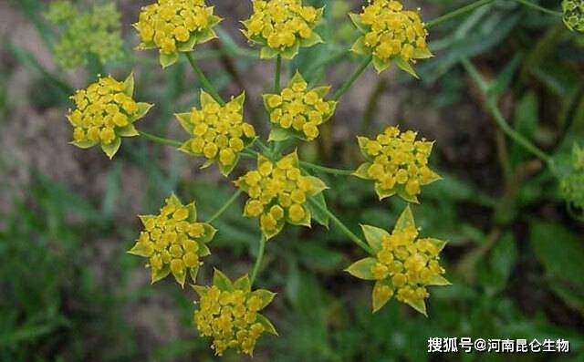 之前,春季种植在4月,可采用撒播的方式种植,种植后可覆盖地膜或者麦草