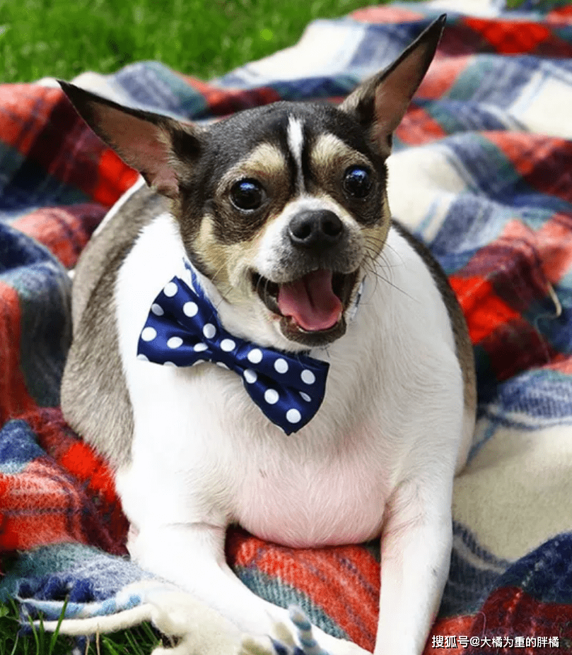 9岁吉娃娃被主人丢下车,胖得爬不到路边,体重20斤连翻身都不行_手机