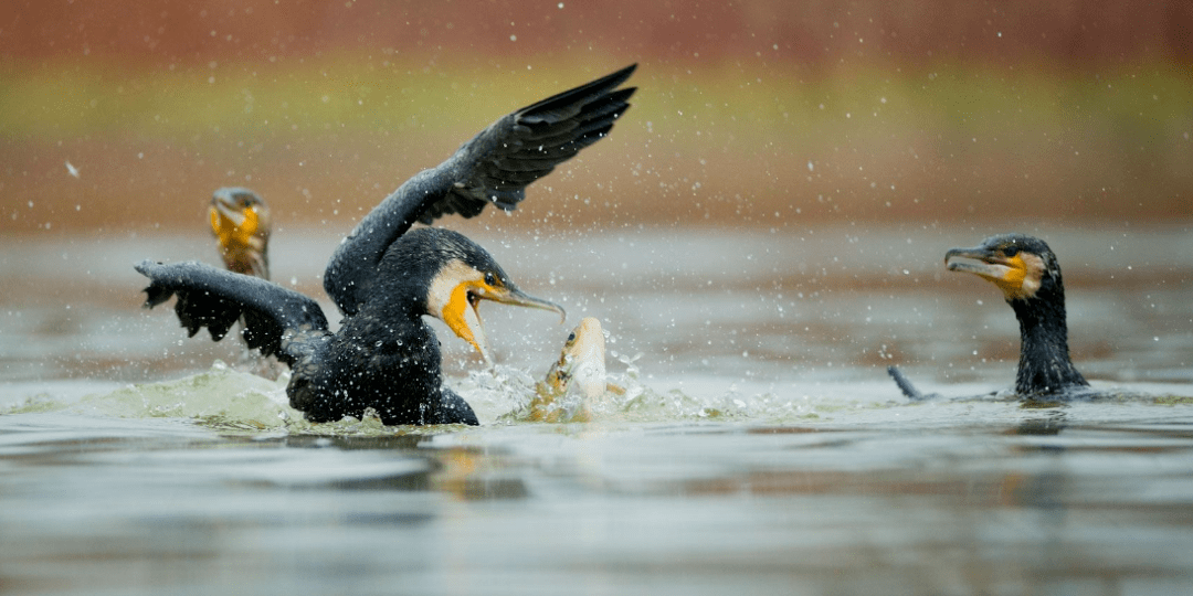 【诗词鉴赏】古典诗词中的飞鸟—鸬鹚,极具文化背景的名鸟!