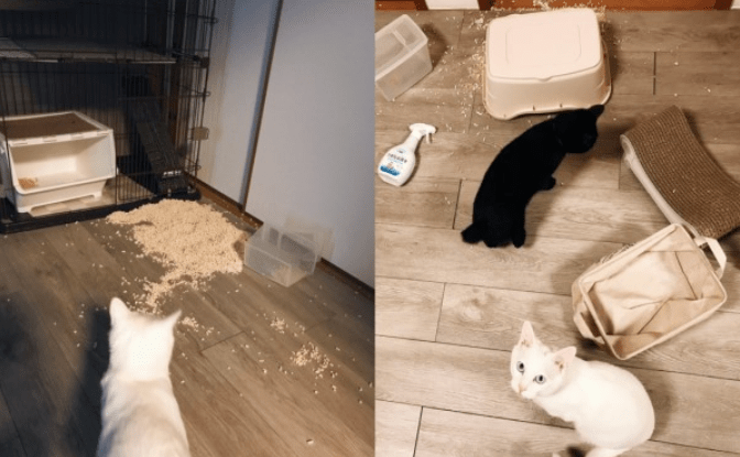 把东西打翻在地上那是家常便饭