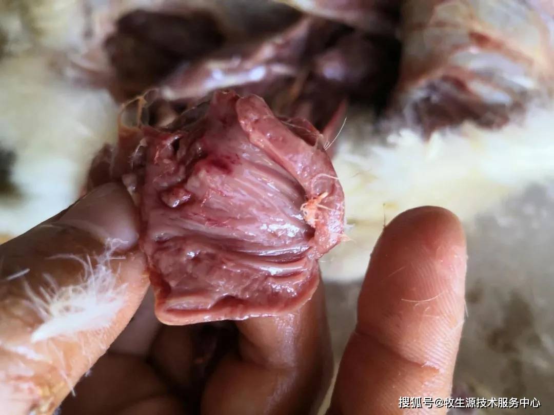 以上这组图片是一个3万只鸭场33天肉鸭解剖图片症状描述:心外肌出血