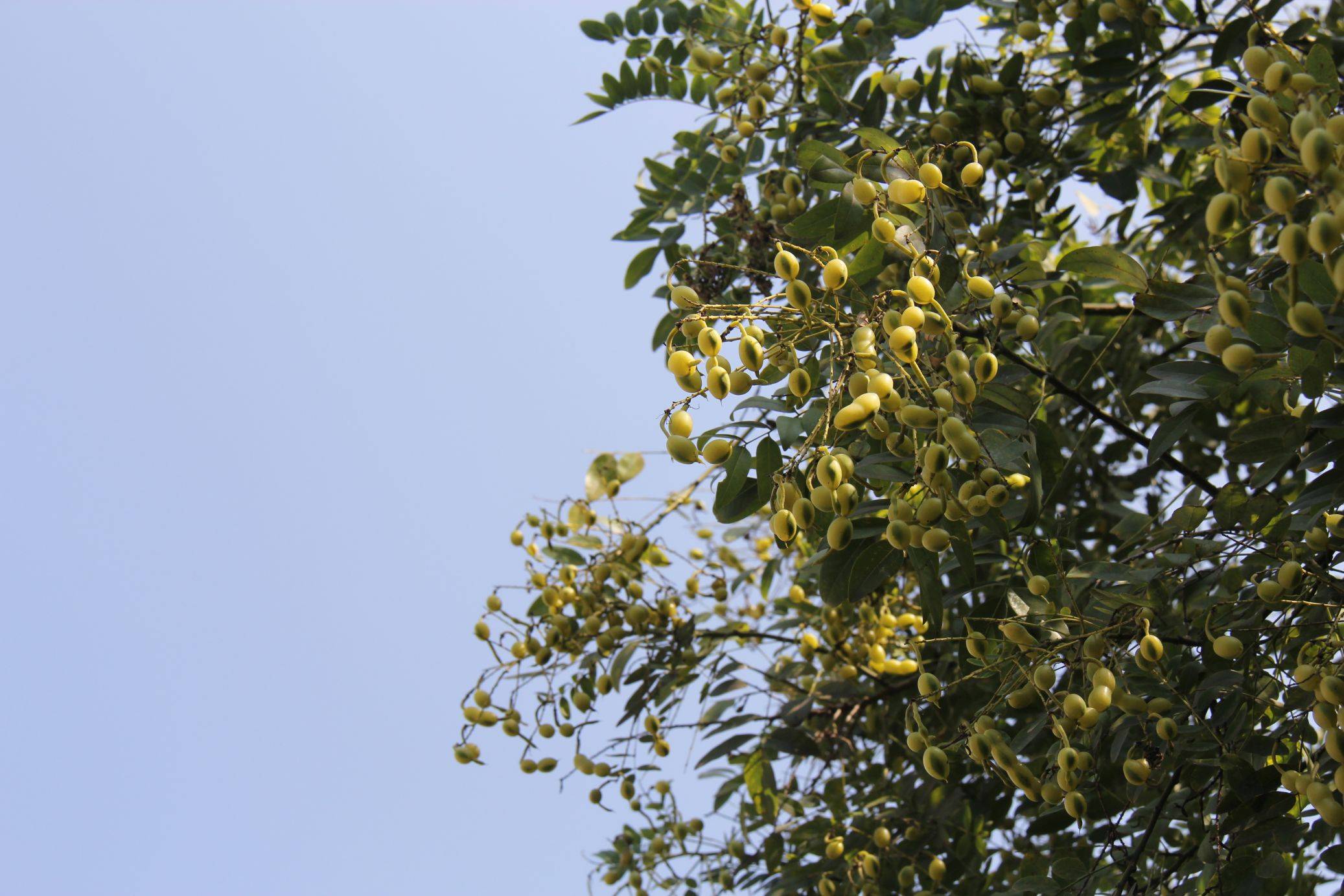 庆元植物1215豆科槐属槐树槐