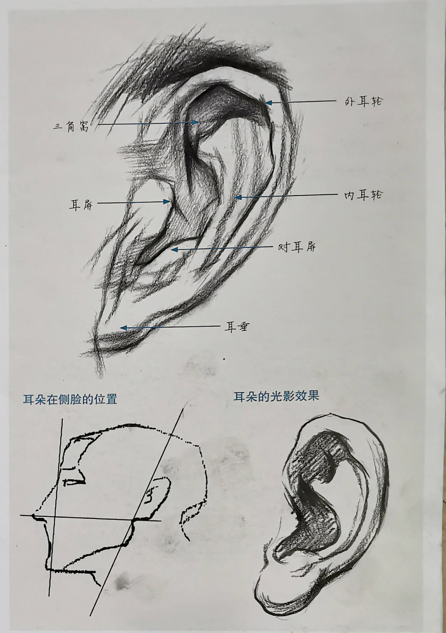 素描耳朵的结构