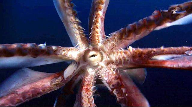 深海巨型鱿鱼突然大举入侵北美,鲑鱼神秘失踪引起科学家介入调查