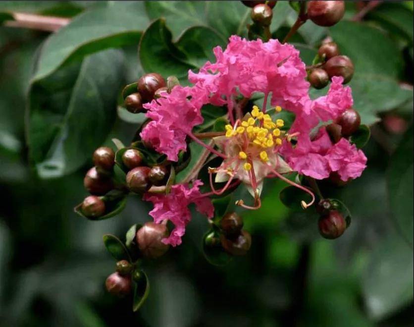 民间草药紫薇的这些用法你知道了吗