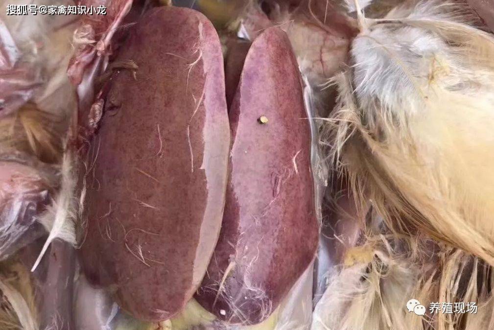 各鸡场注意!夏季高温高湿"安卡拉"—腺病毒极易发生,吞噬鸡场利润