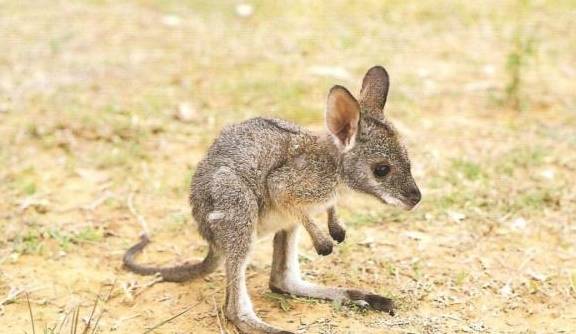 美国人卖袋鼠,标价5万,被批后狡辩说,在美国,袋鼠和狗无分别_宝宝