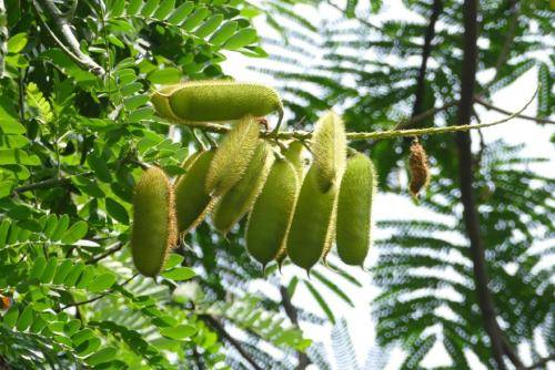 云实带刺春天花开时却是耀眼的风景果实是原生态胶水