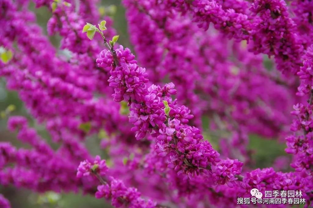 紫荆:为什么清华大学选紫荆做校花?