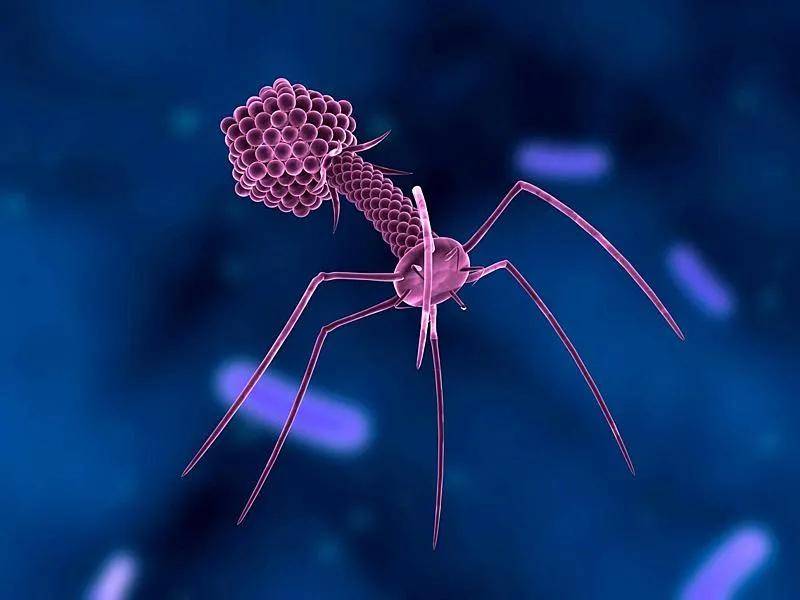 噬菌体真实图片图片