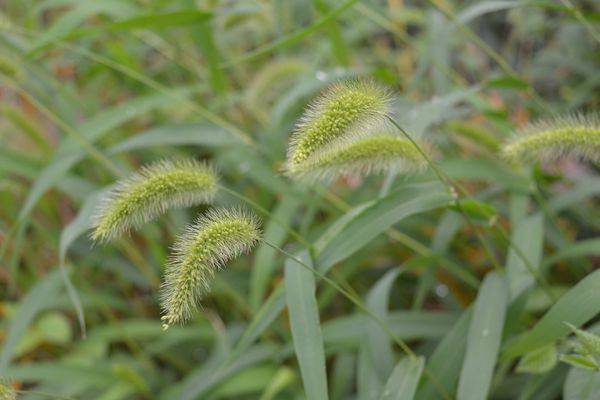 原创路边常见的狗尾巴草,原来也是一味珍贵的草药,还有4大好处