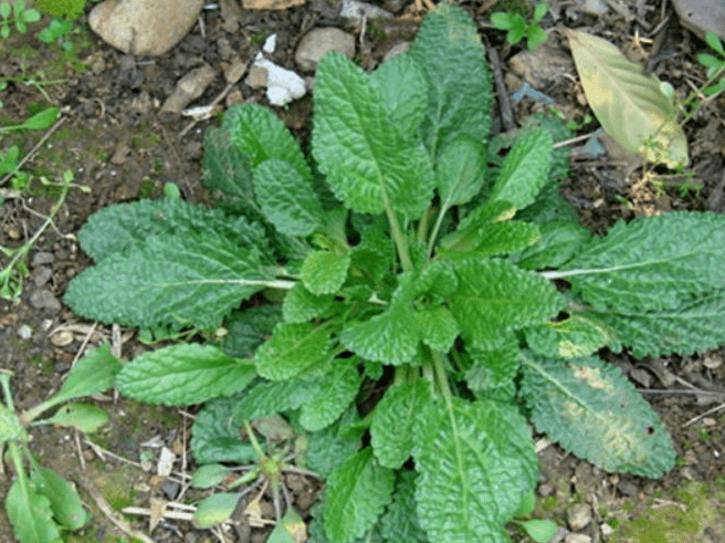立秋后,咽喉肿痛痰多难受,用该草泡水喝,咳嗽不咳,胜过止咳药