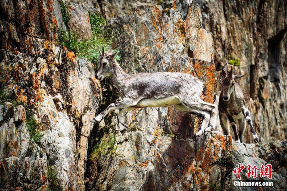 成群岩羊在三江源陡峭山地嬉戏