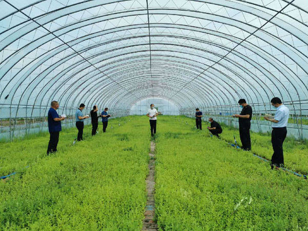 8月5日,望奎县海丰镇恭头一村大棚里种植的龙胆草特色药材长势良好.