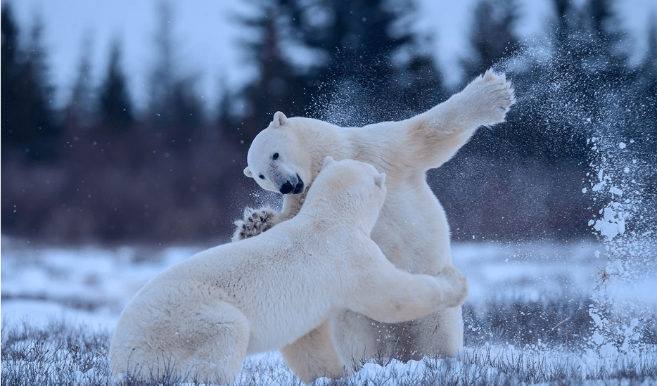 原创北极熊抱着哈士奇不放手,错认成自己失散多年的"兄弟"?