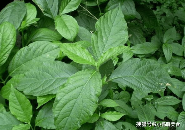 原创农村不起眼的3种野草,治疗咳嗽是一绝,很多人不知晓!