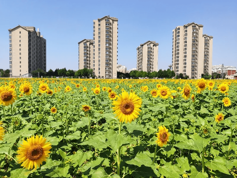 京南有一大片隐秘的向日葵花海正在怒放是个人少景美的纪念公园