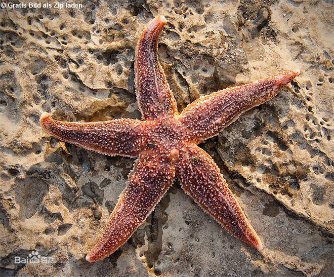 海星的奇异功能再生术