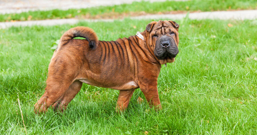 13个最受欢迎的亚洲犬种,你养的是哪种?