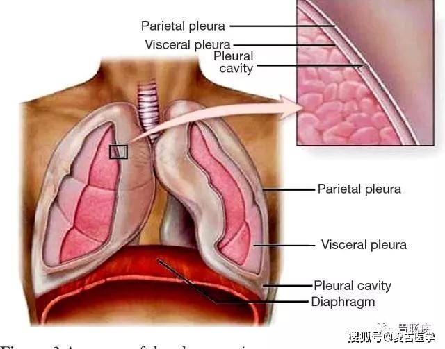 胸膜在哪个位置示意图图片