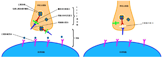 從而抑制了snare的形成,囊泡不能有效與膜結合釋放出乙酰膽鹼