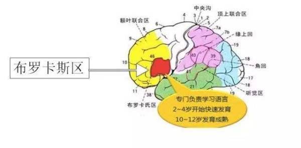 这一区域对大脑中语言发展起到重要作用