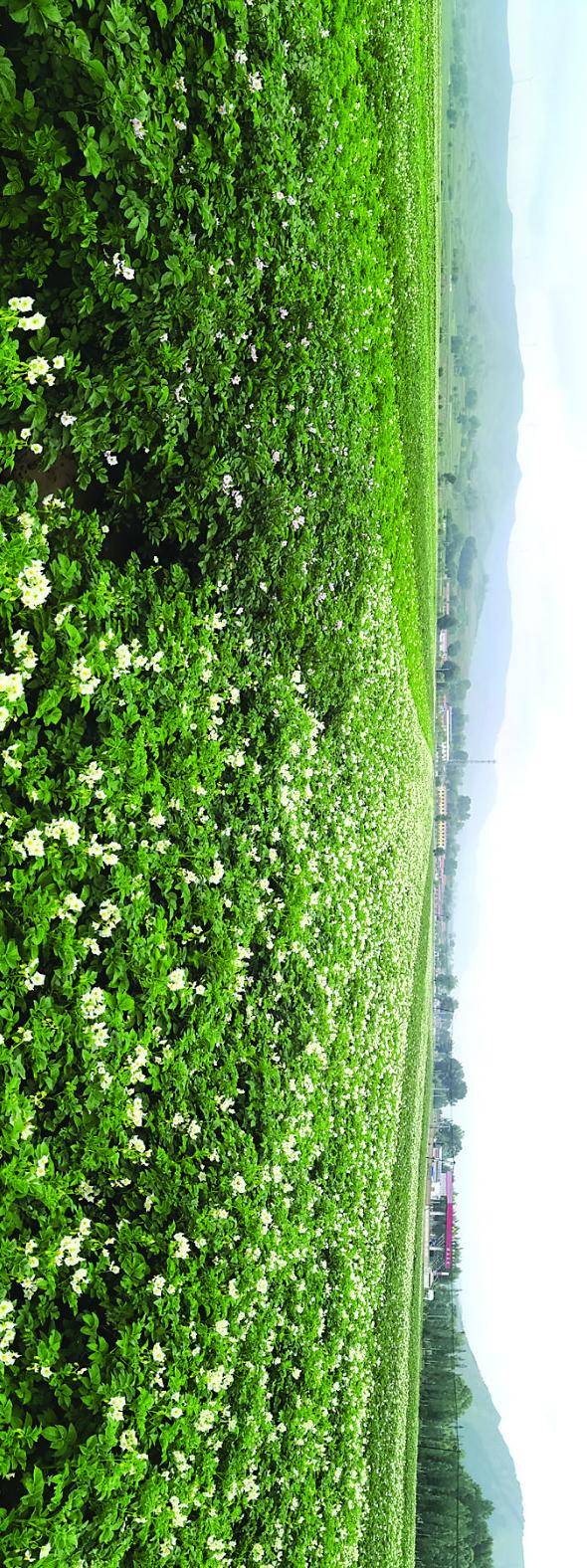 一望无际,引人入胜的土豆花海